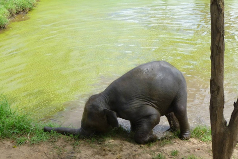 Z Bangkoku: ElephantsWorld Kanchanaburi 2-dniowe doświadczenie