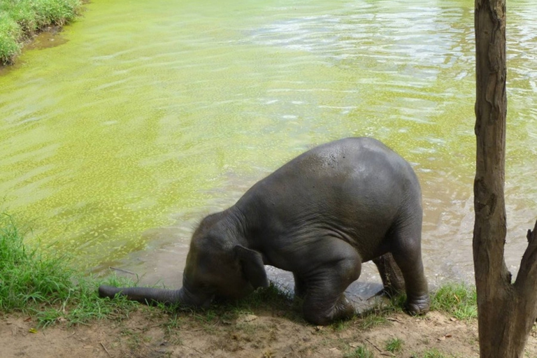 Från Bangkok: ElephantsWorld Kanchanaburi 2-dagars upplevelse