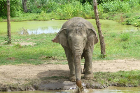 Desde Bangkok: experiencia de 2 días de ElephantsWorld Kanchanaburi