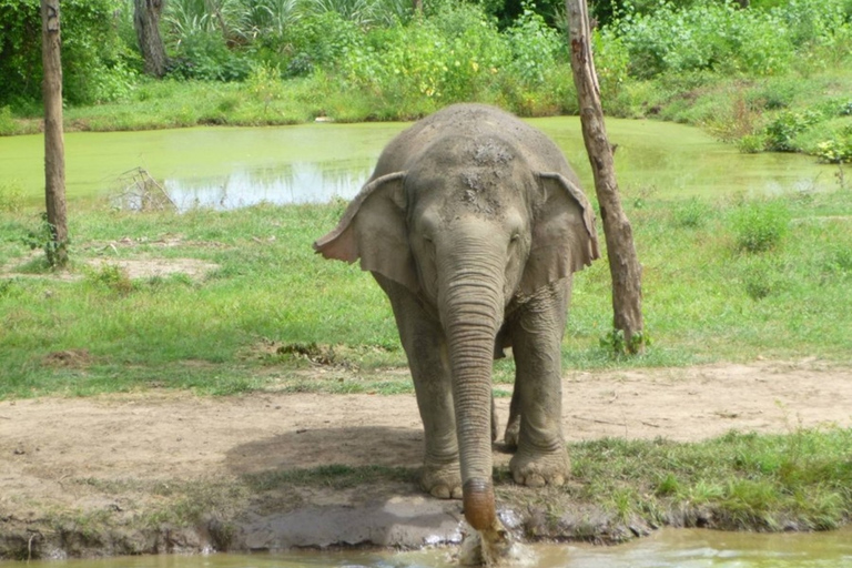 Från Bangkok: ElephantsWorld Kanchanaburi 2-dagars upplevelse