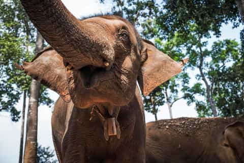 Chiang Mai: Elephant Sanctuary Guided Tour in Spanish