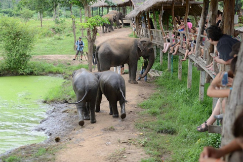 Desde Bangkok: experiencia de 2 días de ElephantsWorld Kanchanaburi