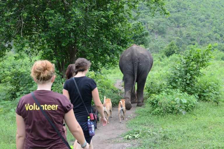 Aus Bangkok: ElephantsWorld Kanchanaburi 2-tägige Erfahrung