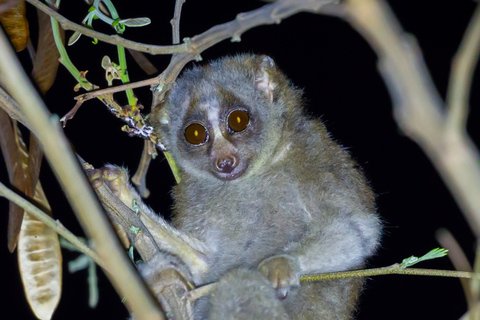 Jungle Night Tour : Finding Snakes and Night Species Jungle Night Tour : Finding Snake and night species