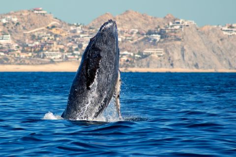 Cabo San Lucas: expérience d'observation des baleines en catamaran