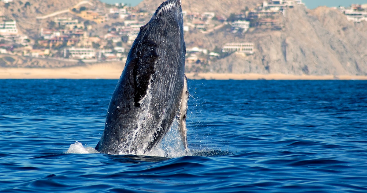 Cabo San Lucas Avistamiento De Ballenas En Catamar N Getyourguide