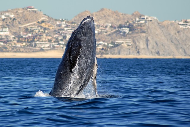 Visit Cabo San Lucas Whale Watching Catamaran Experience in Los Cabos