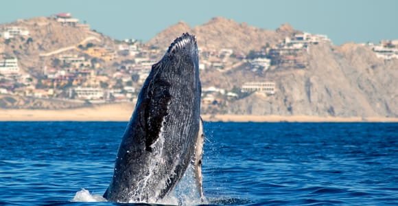 Cabo San Lucas: Whale Watching Catamaran Experience