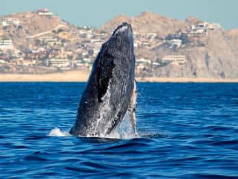 Cabo San Lucas: Whale Watching Catamaran Experience