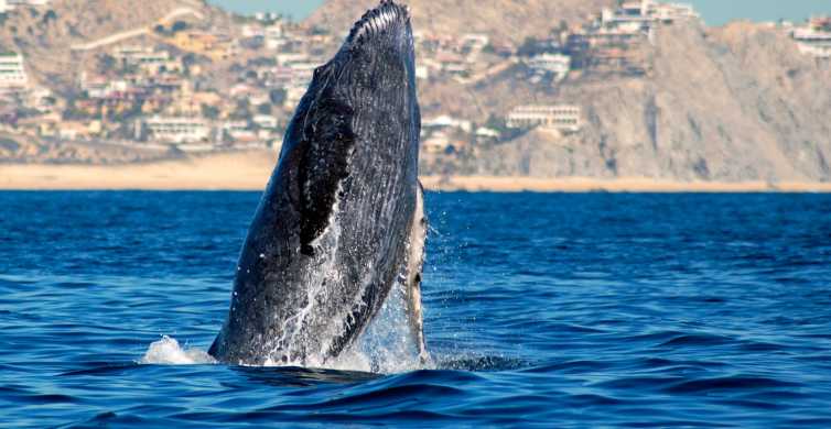 Cabo San Lucas Whale Watching Catamaran Experience