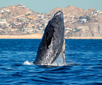 Cabo San Lucas: Whale Watching Catamaran Experience