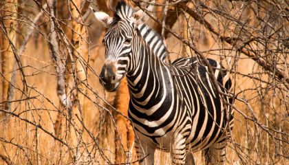 Van Dakar/Saly: Halve dag Bandia Wildlife Reserve Tour