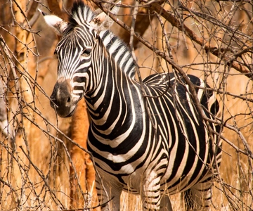 From Dakar/Saly: Half-Day Bandia Wildlife Reserve Tour