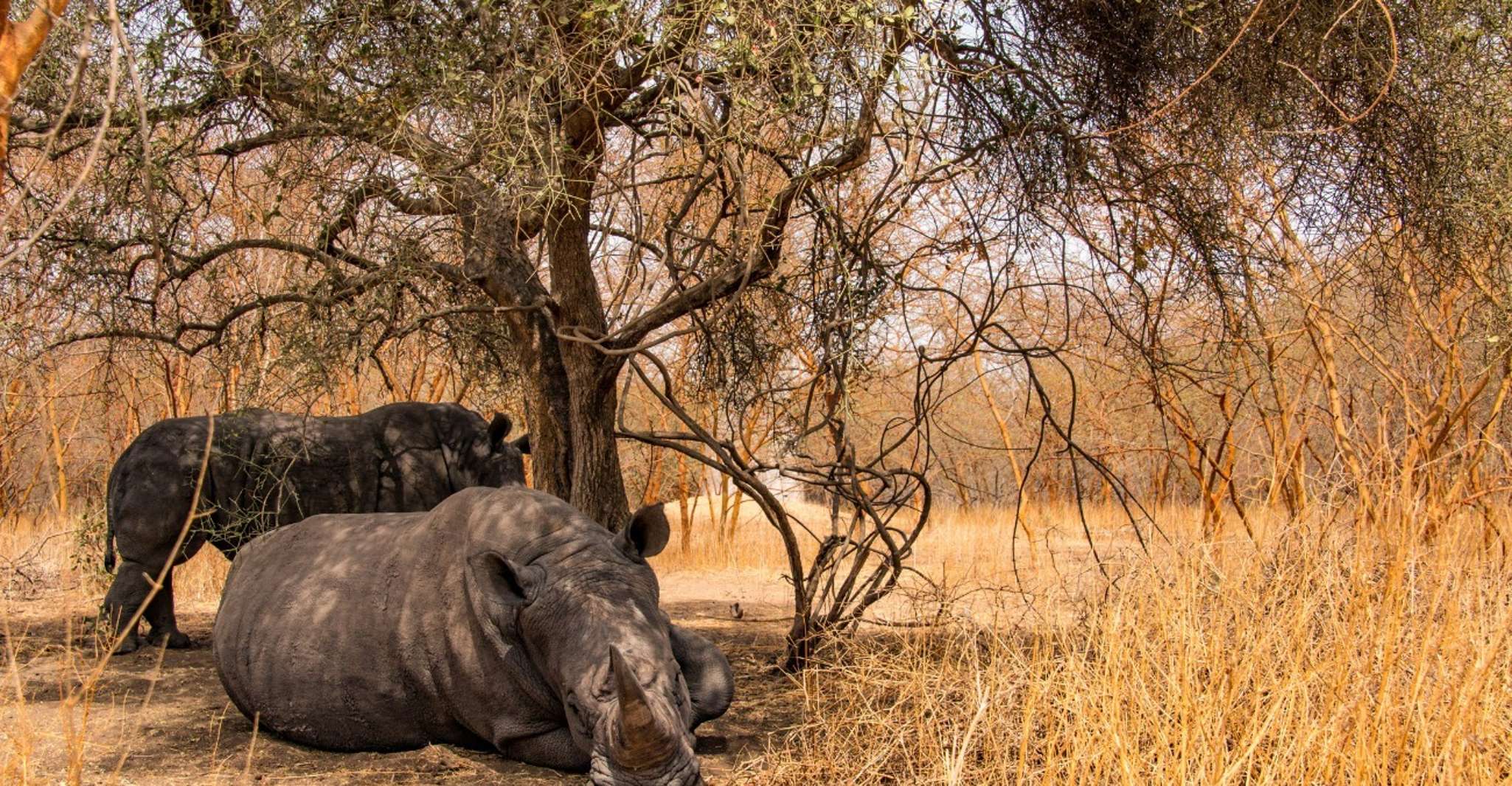 From Dakar/Saly, Half-Day Bandia Wildlife Reserve Tour - Housity