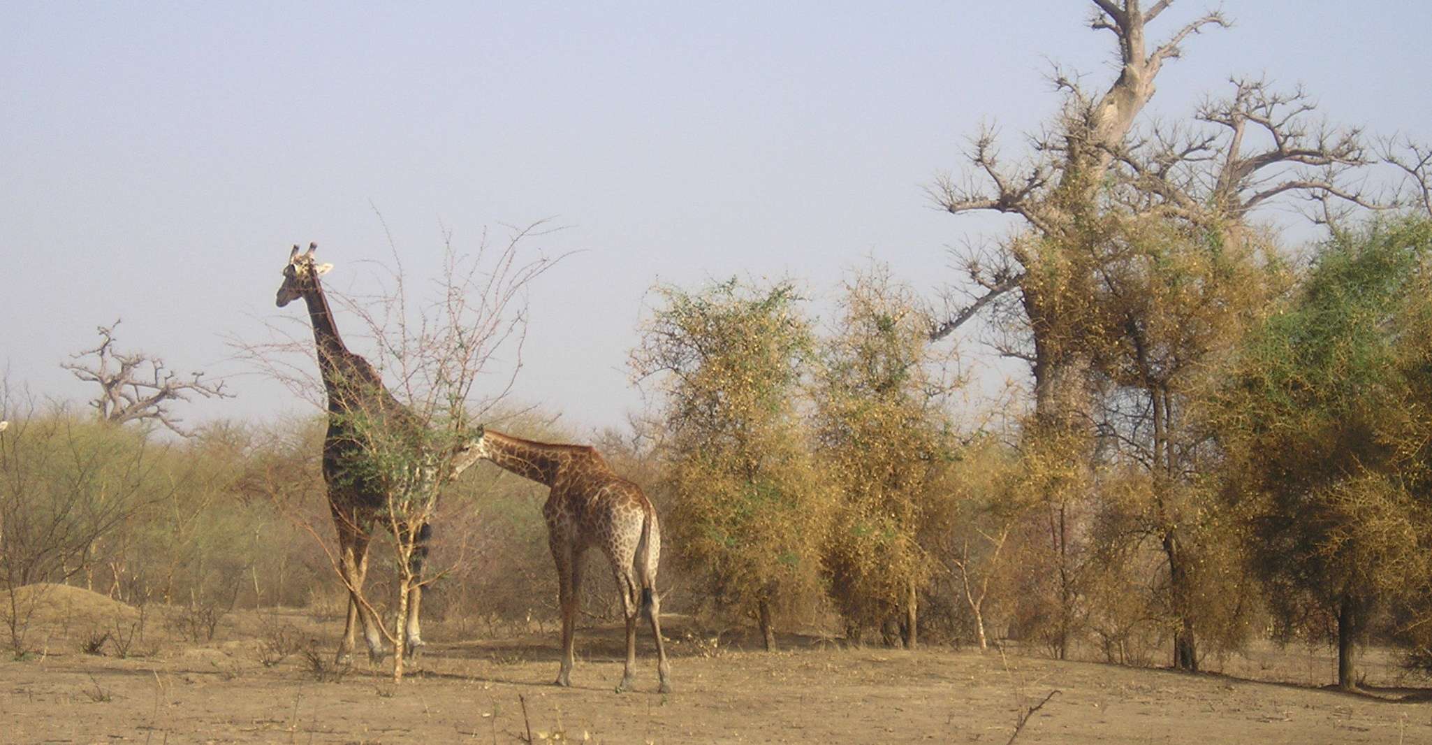 From Dakar/Saly, Half-Day Bandia Wildlife Reserve Tour - Housity