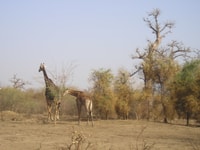 From Dakar/Saly, Half-Day Bandia Wildlife Reserve Tour - Housity