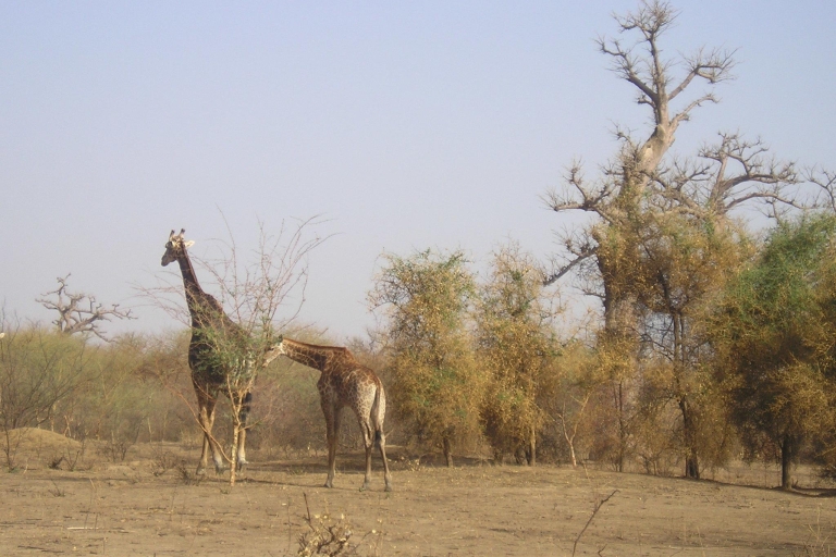 Van Dakar / Saly: Bandia Wildlife Reserve Tour van een halve dagVan Dakar: Halfdaagse Bandia Wildlife Reserve Tour