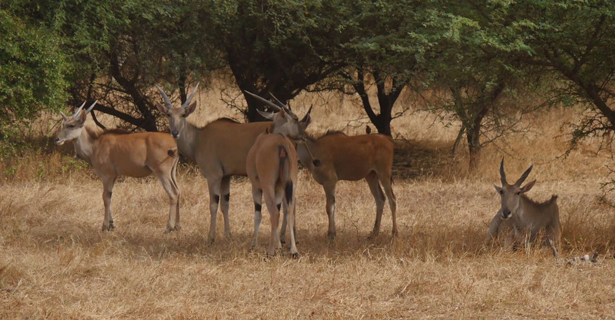 From Dakar/Saly, Half-Day Bandia Wildlife Reserve Tour - Housity