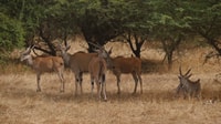 From Dakar/Saly, Half-Day Bandia Wildlife Reserve Tour - Housity