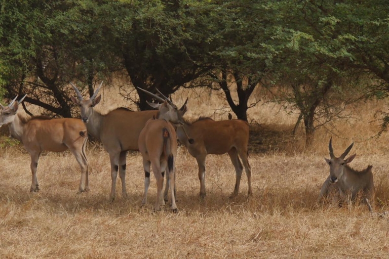Von Dakar / Saly: Halbtägige Bandia Wildlife Reserve TourVon Saly: Halbtägige Bandia Wildlife Reserve Tour