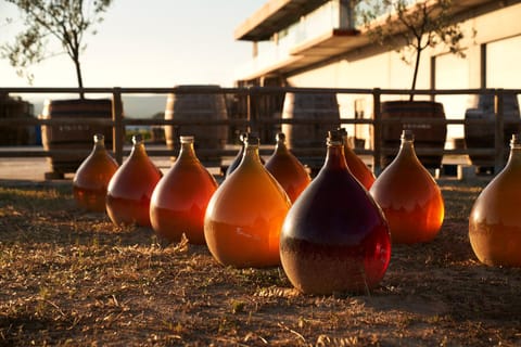 Barcelona: Bodega Pinord Winery Tour with Wine Tasting