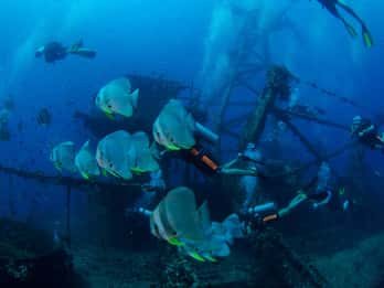 Koh Chang: 1-Day Dive Trip to Top Underwater Sites