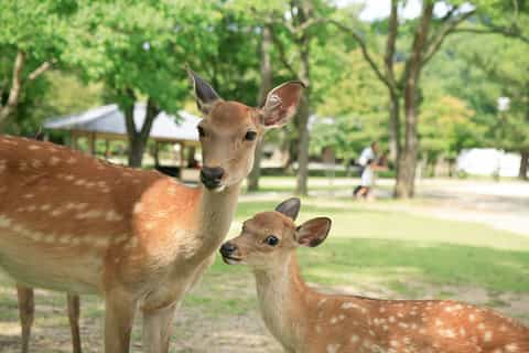 From Kyoto: Nara Heritage Half-Day Tour
