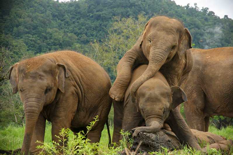 Chiang Mai Visita Guiada Al Santuario De Elefantes En Espa Ol Getyourguide
