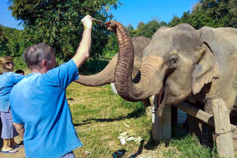 Chiang Mai: Elephant Sanctuary Guided Tour in Spanish Small Group Tour