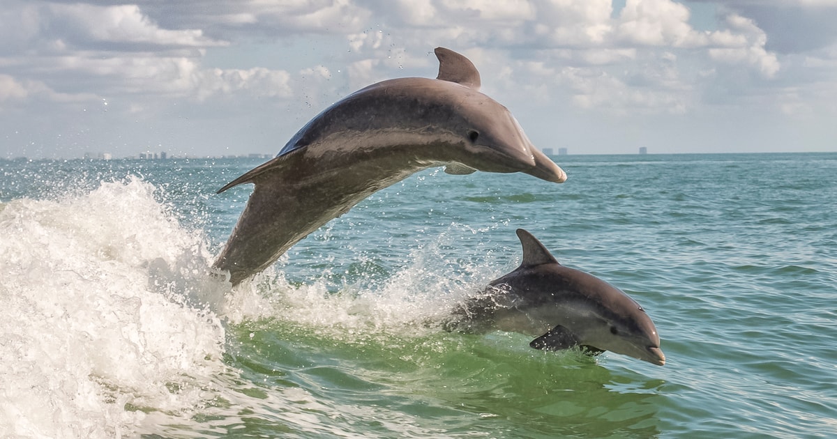 Cape may weekend whale and dolphin watching cruise getyourguide