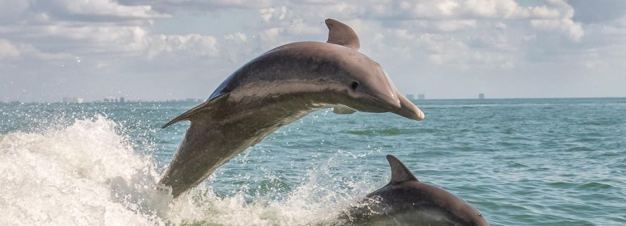 Cape May: Weekend Dolphin Watching Breakfast Cruise