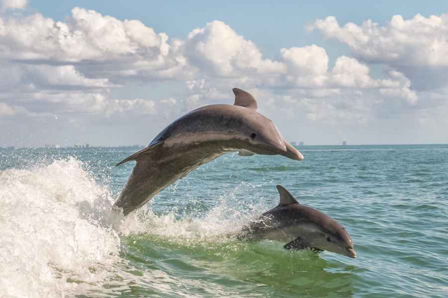 Cape May: Wochenend-Delfinbeobachtung Frühstückskreuzfahrt. Foto: GetYourGuide
