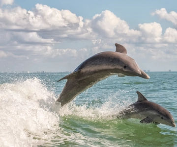 Cape May: Weekend Whale and Dolphin Watching Cruise