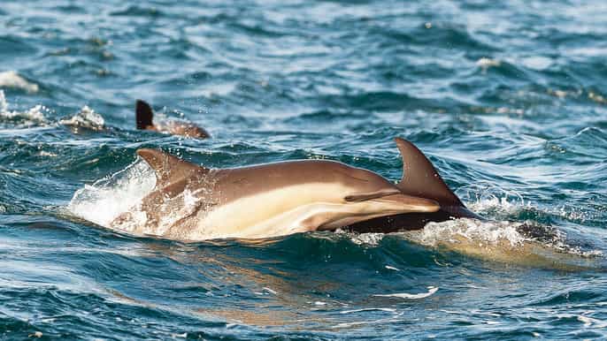 cape may jersey shore whale and dolphin watching cruise