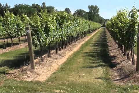 niagara falls canada niagara wine tour