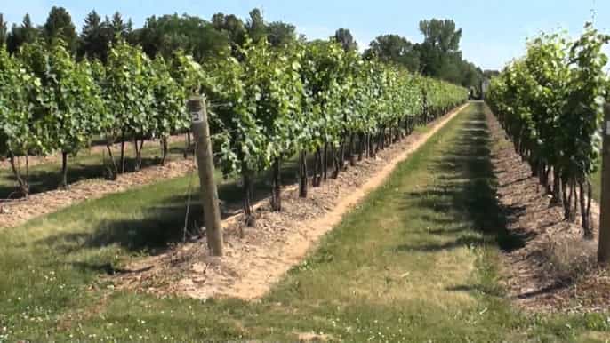 cataratas del niágara canadá niagara wine tour