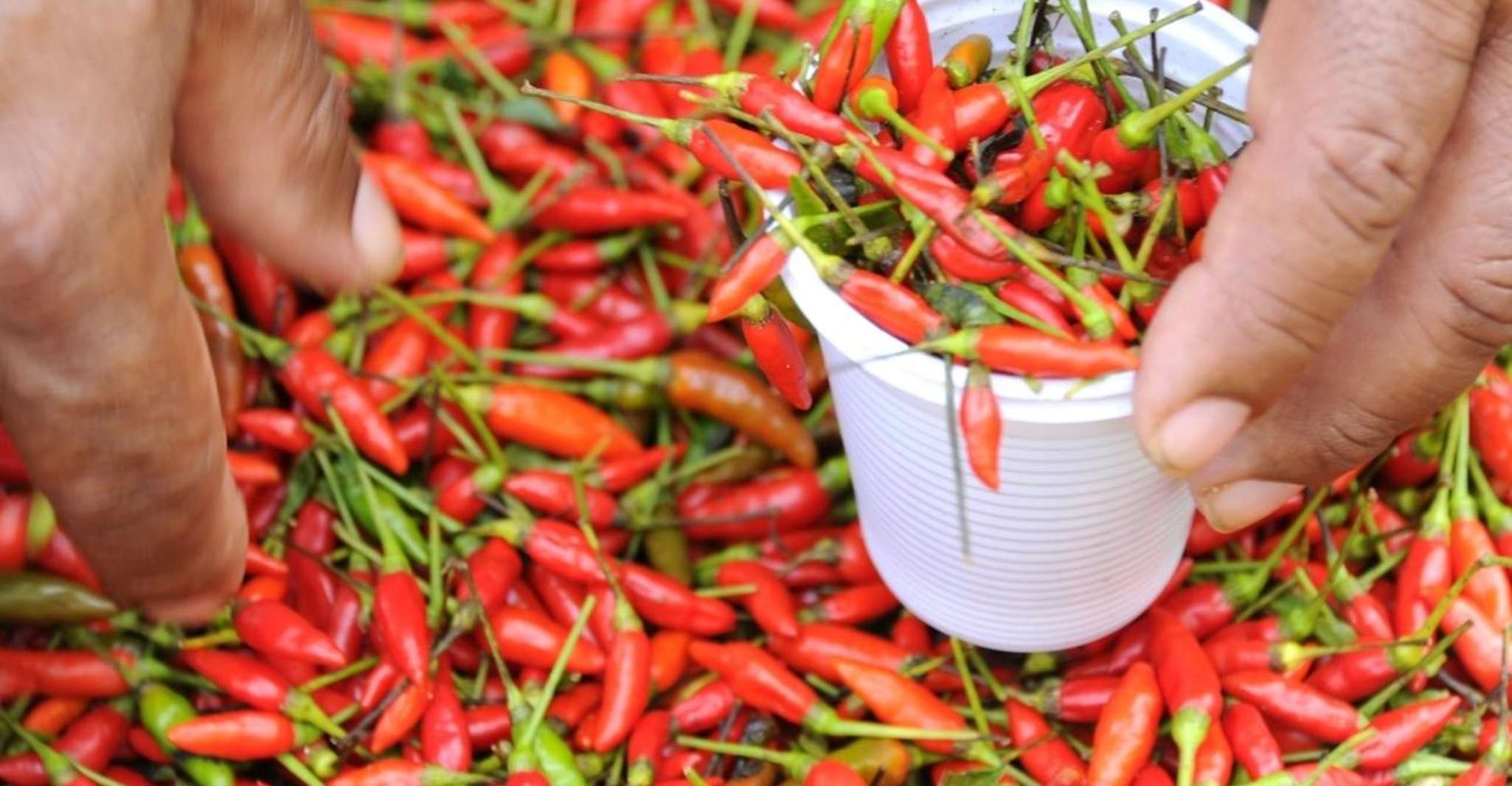 Belém: Ver-o-Peso Market and Full-Day City Tour with Lunch