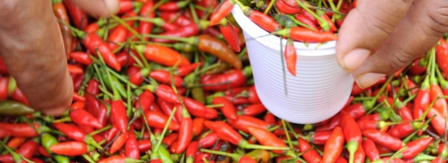 Belém : marché de Ver-o-Peso et visite citadine d'une journée avec déjeuner