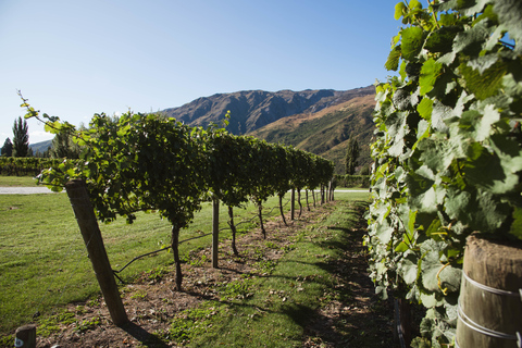 Queenstown : Découvrez les meilleurs sites de Queenstown lors d'une visite d'une demi-journée