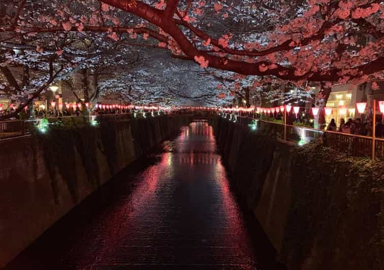 Evening Hanami Cherry Blossom Experience With A Local Getyourguide