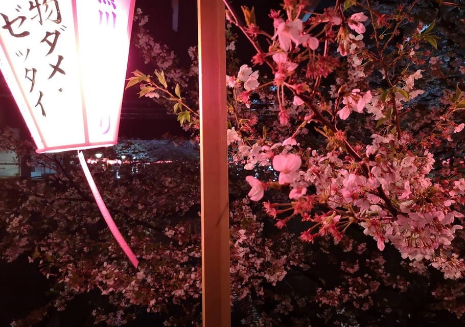 Evening Hanami Cherry Blossom Experience With A Local GetYourGuide