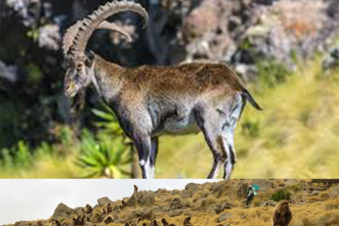 4-dniowa wędrówka po górach Simien z lotami