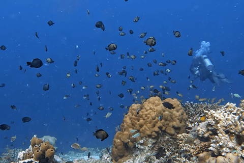 Moalboal : Scuba Diving Sardine Run and Turtle Chasing Scuba Diving: Sardine Run, Turtle Chasing &Pescador Island