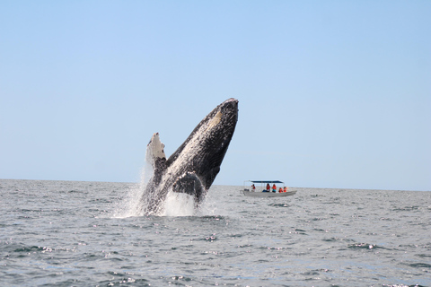 Los Cabos: Whale Watching and Safari
