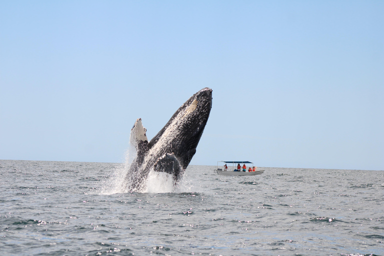 Los Cabos: Whale Watching and Safari