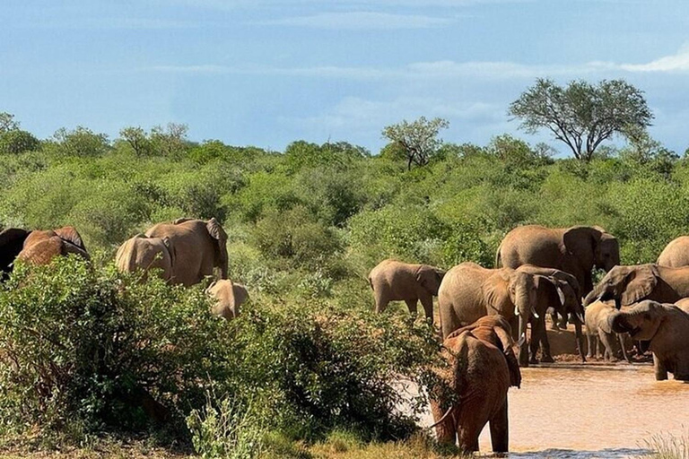 Tsavo East and Salt Lick Safari Lodge 2-Day Tour