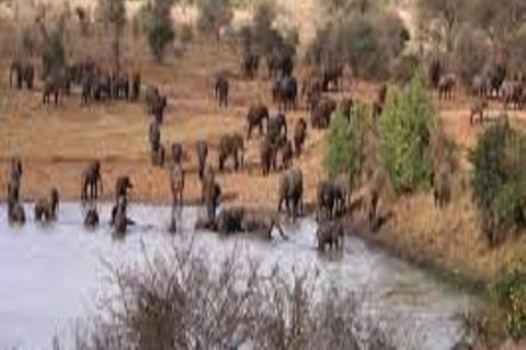 Circuit amical de 5 jours : Safari de découverte de la faune et de la flore en Tanzanie