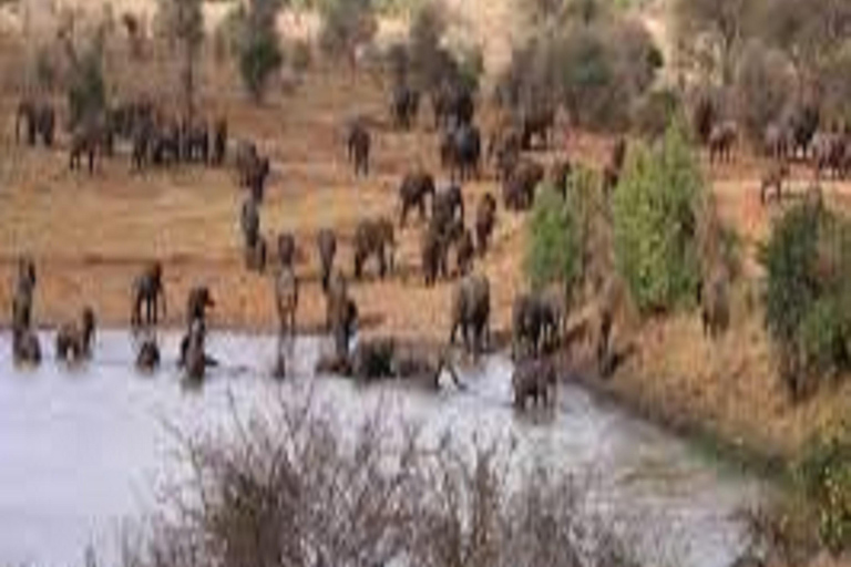 Circuit amical de 5 jours : Safari de découverte de la faune et de la flore en Tanzanie