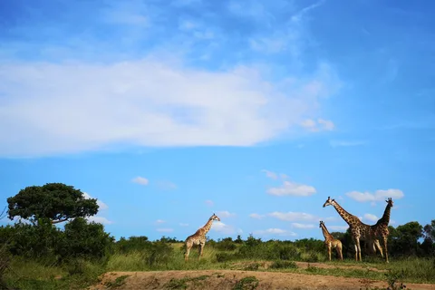 Durban: Hluhluwe Big 5 Safari with Pro Zeiss Binoculars