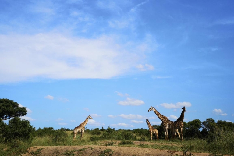 Durban: Hluhluwe Big 5 Safari avec jumelles Pro Zeiss